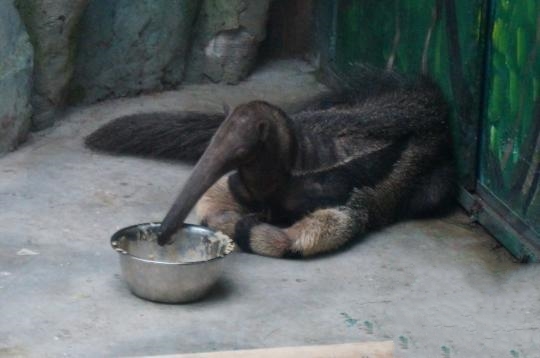 原來恒溫恒濕空調不光為人類服務，還可以服務動物
